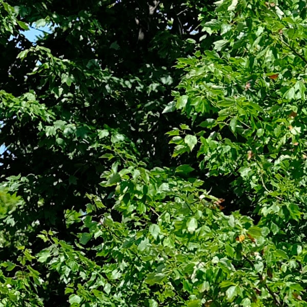 Fujinon GF 110mm f/2 R LM WR Review: Field Test -- Sharpness Test Image