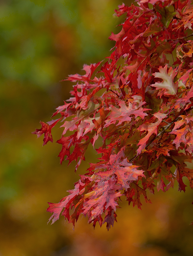 Panasonic 200mm f/2.8 - Sample Image