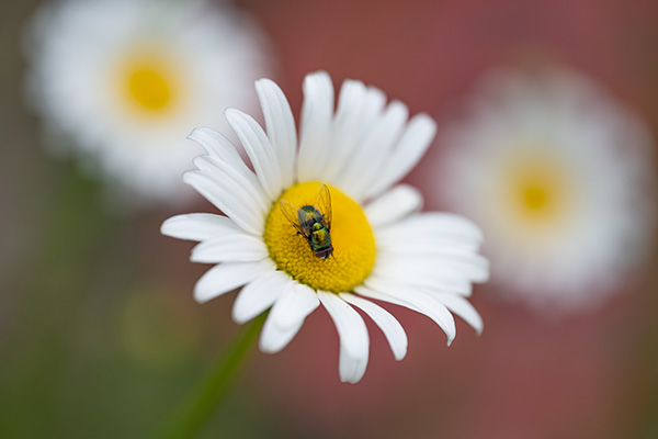 Nikon Z MC 105mm f/2.8 VR S Nikkor Review: Field Test -- Gallery Image