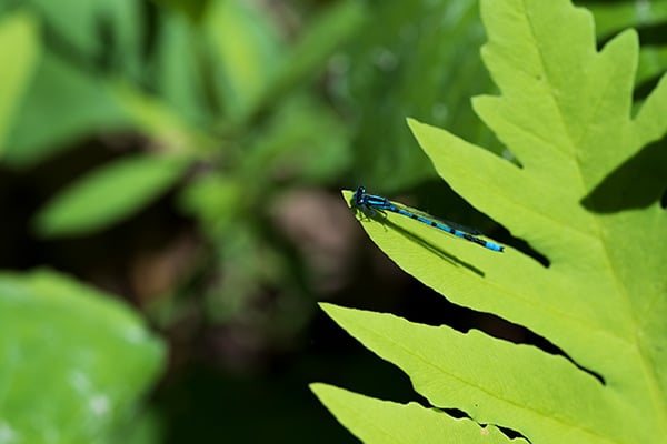 Nikon Z MC 105mm f/2.8 VR S Nikkor Review: Field Test -- Gallery Image