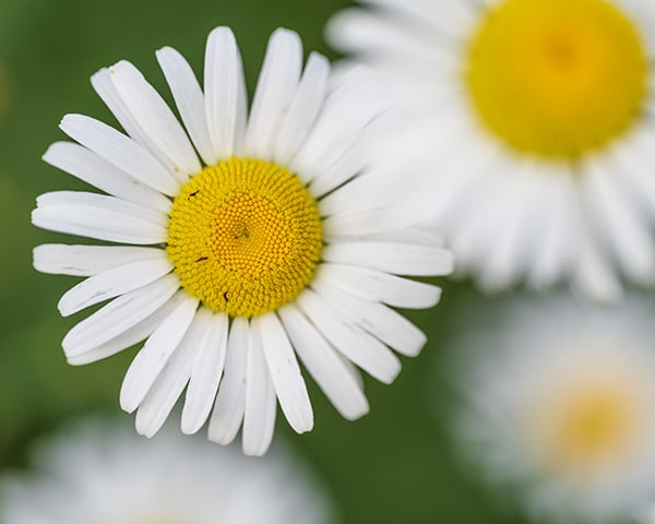Nikon Z MC 105mm f/2.8 VR S Nikkor Review: Field Test -- Gallery Image