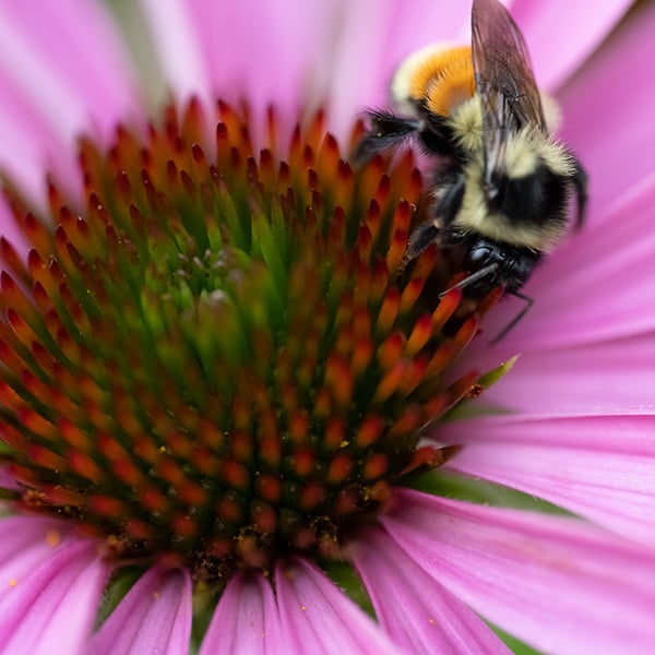 Nikon Z MC 105mm f/2.8 VR S Nikkor Review: Field Test -- Gallery Image