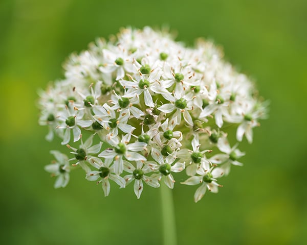 Nikon Z MC 105mm f/2.8 VR S Nikkor Review: Field Test -- Gallery Image