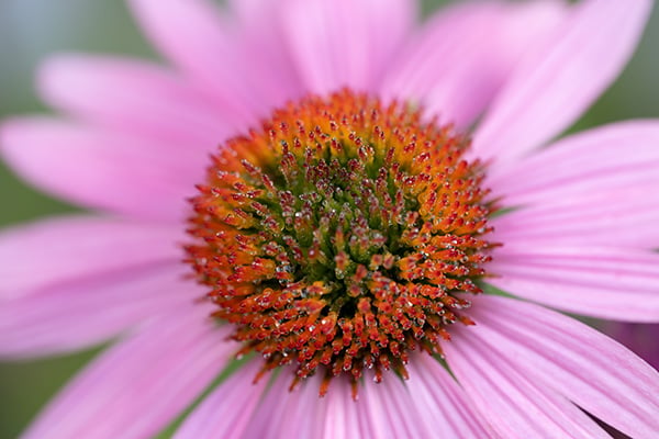 Nikon Z MC 105mm f/2.8 VR S Nikkor Review: Field Test -- Gallery Image