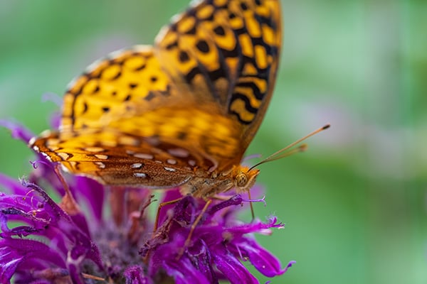 Nikon Z MC 105mm f/2.8 VR S Nikkor Review: Field Test -- Gallery Image