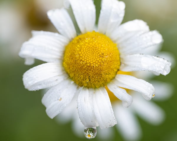Nikon Z MC 105mm f/2.8 VR S Nikkor Review: Field Test -- Gallery Image