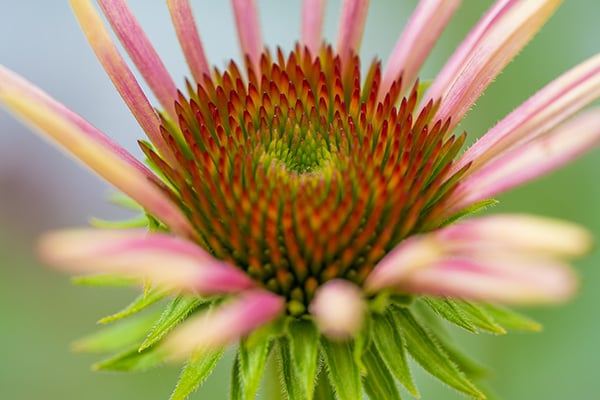 Nikon Z MC 105mm f/2.8 VR S Nikkor Review: Field Test -- Gallery Image