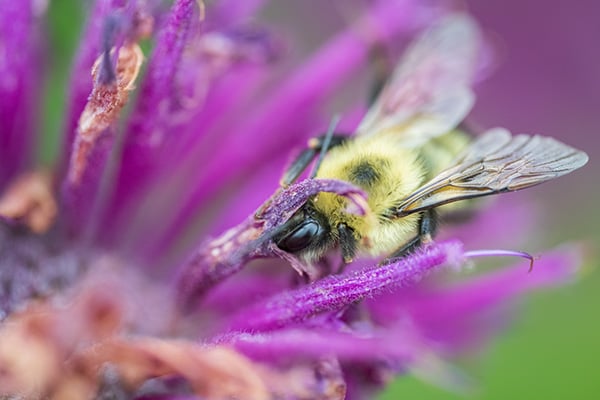 Nikon Z MC 105mm f/2.8 VR S Nikkor Review: Field Test -- Gallery Image