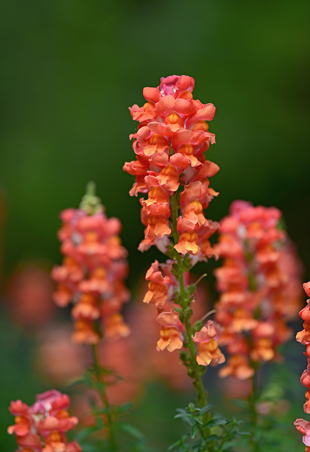 Sigma 135mm f/1.8 DG HSM Art - Imaging Resource