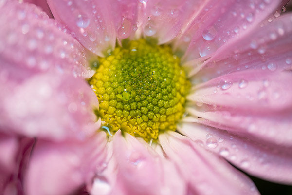 【マクロ】 XF 80mm F2.8 R LM OIS WR Macro Amazon.com : Fujifilm XF80mmF2.8 R LM OIS WR Lens : Electronics