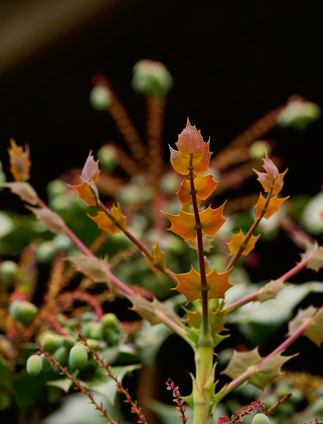 Panasonic 50-200mm - Sample Image