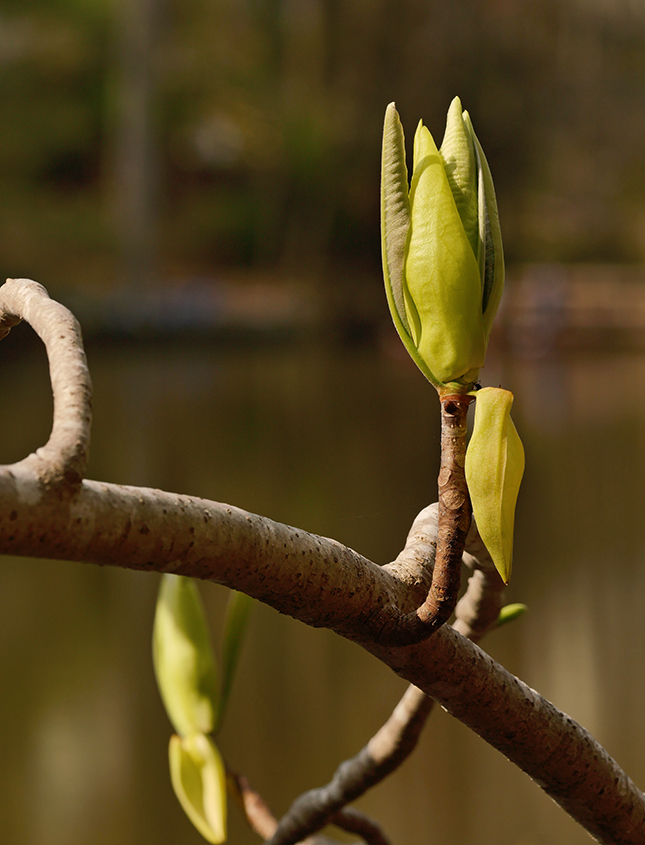 Panasonic 50-200mm - Sample Image