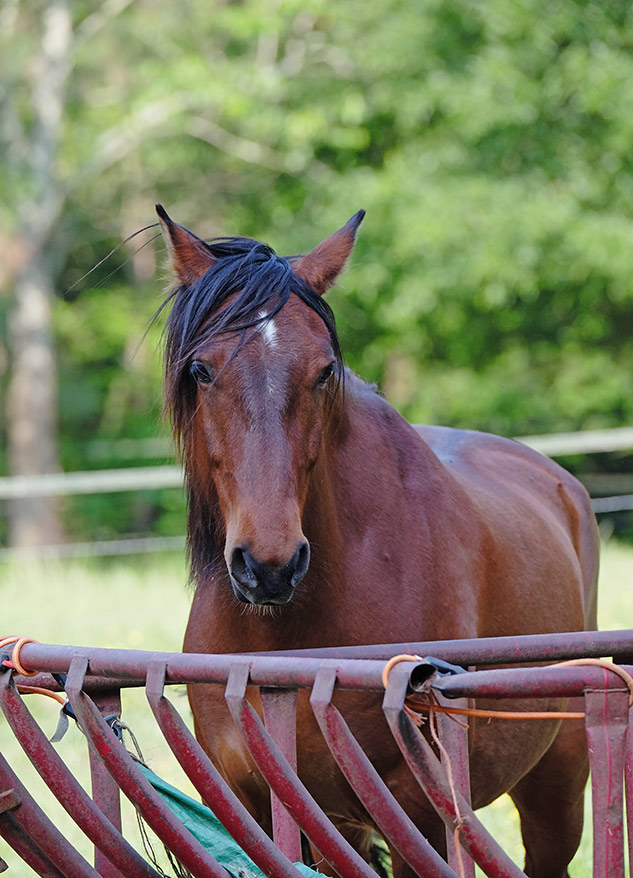 フォトラマFP100B45 フォトラマFP100B45 フジフィルム インスタント フォトラマ FP-100B 45 2箱