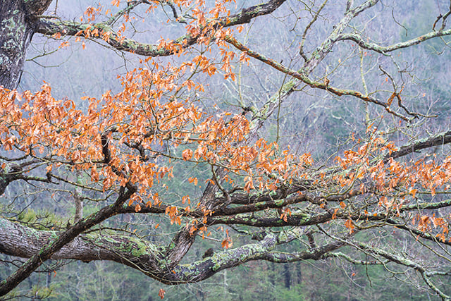 Tamron 35-150mm F2-2.8 Di III VXD Review -- Gallery Image