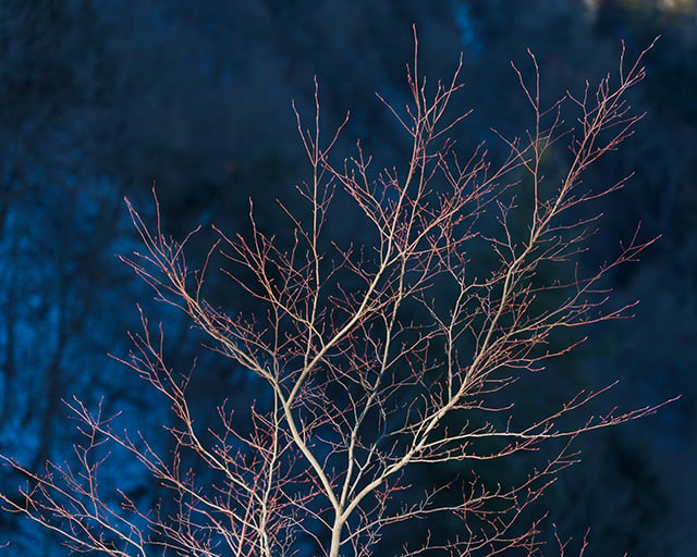 Tamron 35-150mm F2-2.8 Di III VXD Review -- Gallery Image