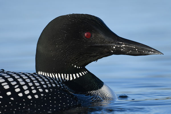 Nikon 200-500mm f/5.6E ED VR AF-S Nikkor - Imaging Resource