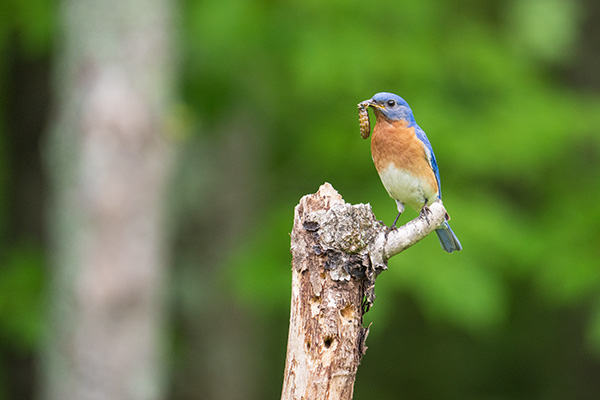 Tamron 150-500mm f/5-6.7 Di III VC VXD Review: Field Test -- Gallery Image