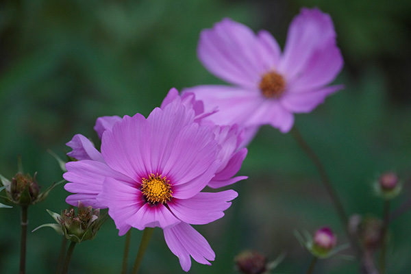 Tamron 150-500mm f/5-6.7 Di III VC VXD Review: Field Test -- Gallery Image