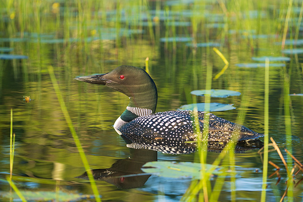 Tamron 150-500mm f/5-6.7 Di III VC VXD Review: Field Test -- Gallery Image
