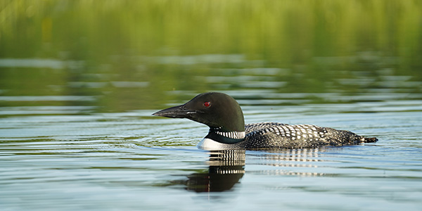 Tamron 150-500mm f/5-6.7 Di III VC VXD Review: Field Test -- Gallery Image