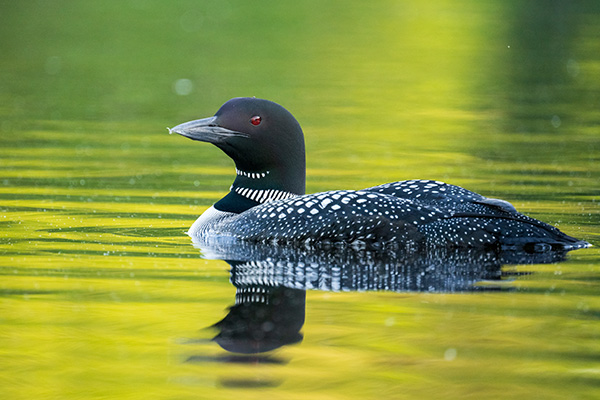 Tamron 150-500mm f/5-6.7 Di III VC VXD Review: Field Test -- Gallery Image