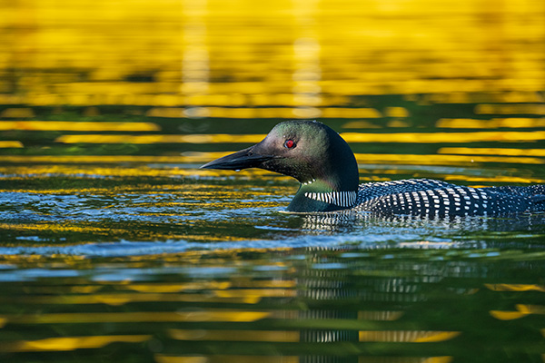 Tamron 150-500mm f/5-6.7 Di III VC VXD Review: Field Test -- Gallery Image