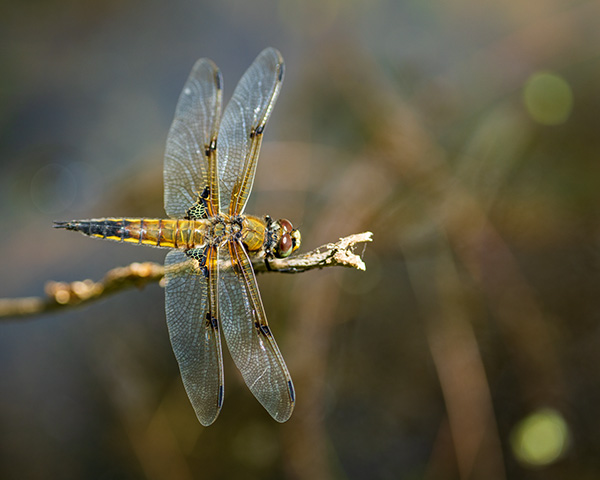 Tamron 150-500mm f/5-6.7 Di III VC VXD Review: Field Test -- Gallery Image