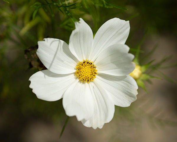 Tamron 150-500mm f/5-6.7 Di III VC VXD Review: Field Test -- Gallery Image