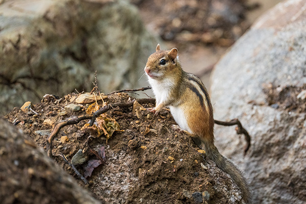 Tamron 150-500mm f/5-6.7 Di III VC VXD Review: Field Test -- Gallery Image