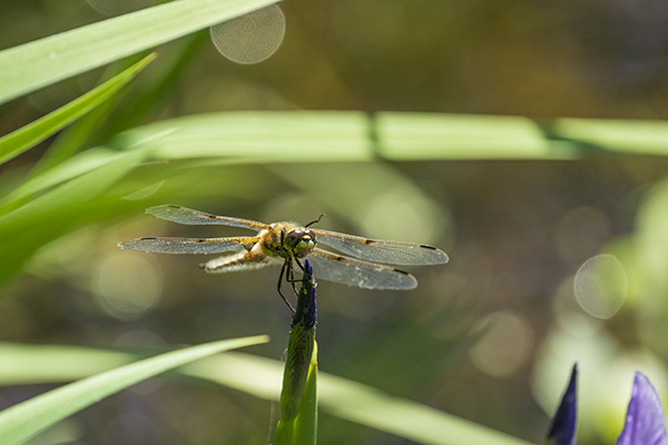 Tamron 150-500mm f/5-6.7 Di III VC VXD Review: Field Test -- Gallery Image