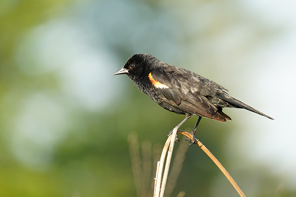 Tamron 150-500mm f/5-6.7 Di III VC VXD Review: Field Test -- Gallery Image