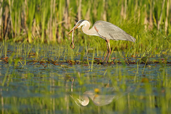 Tamron 150-500mm f/5-6.7 Di III VC VXD Review: Field Test -- Gallery Image