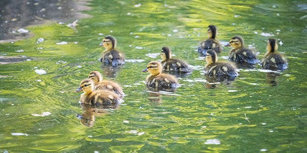 Tamron 150-500mm f/5-6.7 Di III VC VXD Review: Field Test -- Gallery Image