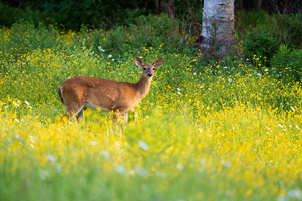 Tamron 150-500mm f/5-6.7 Di III VC VXD Review: Field Test -- Gallery Image