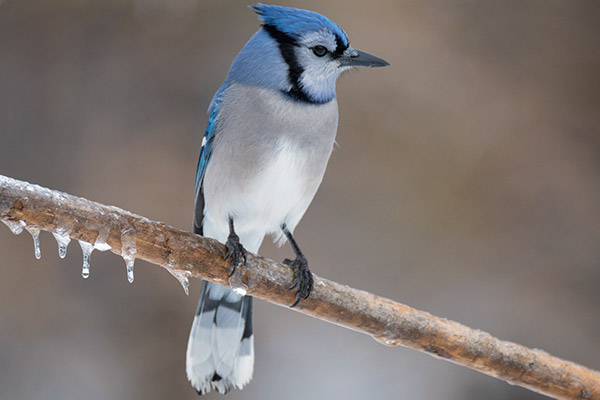 Tamron 150-600mm f/5-6.3 Di VC USD G2 SP - Imaging Resource