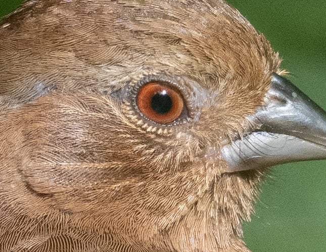 100-400mm f/5.0-6.3 IS ED M.Zuiko Digital Overview image 10