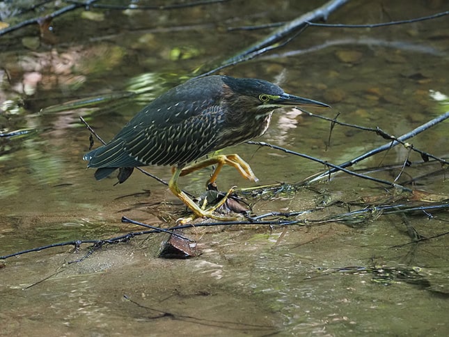 100-400mm f/5.0-6.3 IS ED M.Zuiko Digital Overview image 13