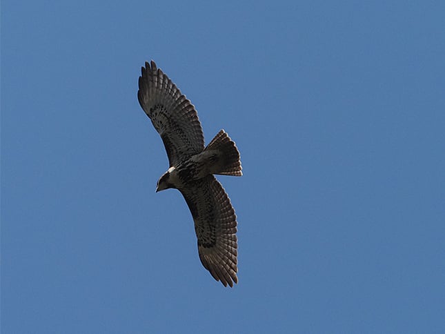 100-400mm f/5.0-6.3 IS ED M.Zuiko Digital Overview image 18