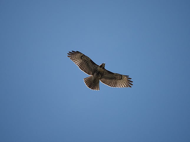 100-400mm f/5.0-6.3 IS ED M.Zuiko Digital Overview image 19