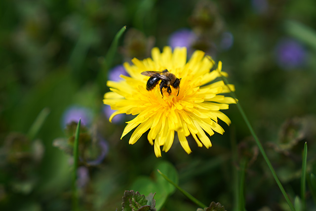 Sony FE 24-70mm F2.8 GM II Review -- Gallery Image