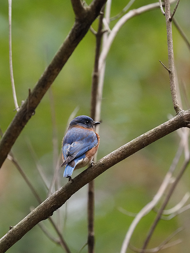 オウグ Buy M.Zuiko Digital ED 100-400mm F5.0-6.3 IS II From OM SYSTEM Canada