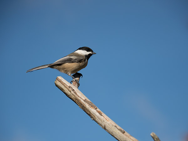 Olympus 12-100mm f/4 IS Pro Review: Field Test -- Gallery Image