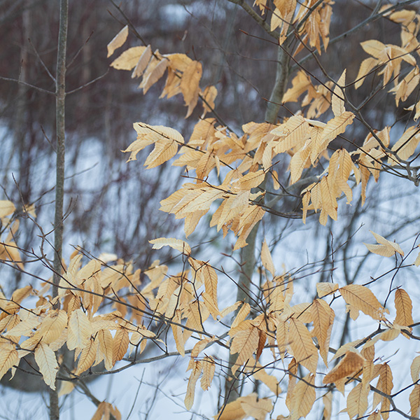 Tamron 17-70mm f/2.8 Di III-A VC RXD Review: Field Test -- Gallery Image