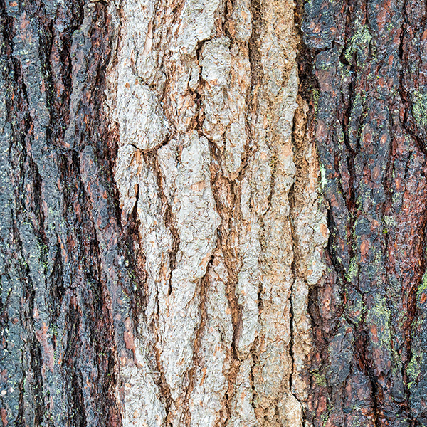 Tamron 17-70mm f/2.8 Di III-A VC RXD Review: Field Test -- Gallery Image
