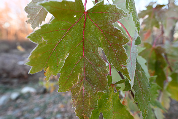 Nikon Z 14-24mm f/2.8 S Nikkor Review: Field Test -- Gallery Image