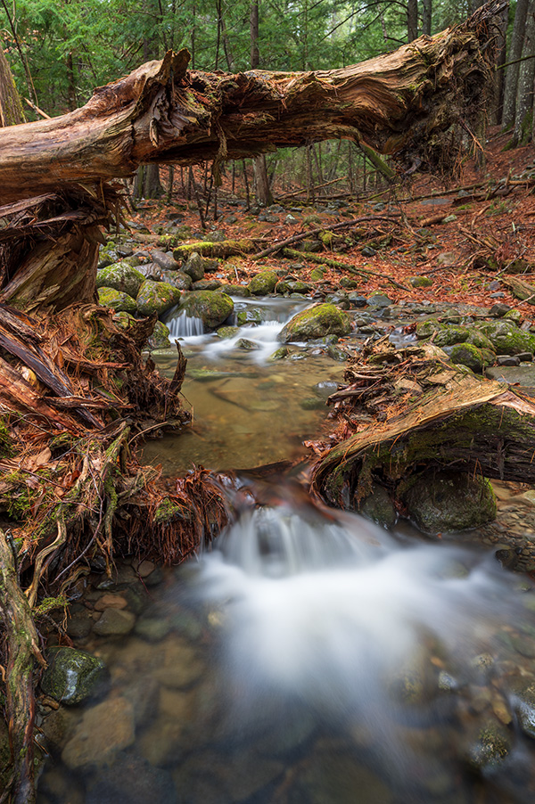 Nikon Z 14-24mm f/2.8 S Nikkor Review: Field Test -- Gallery Image