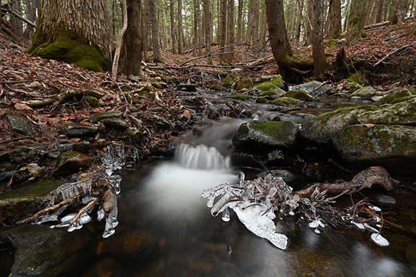 Nikon Z 14-24mm f/2.8 S Nikkor Review: Field Test -- Gallery Image