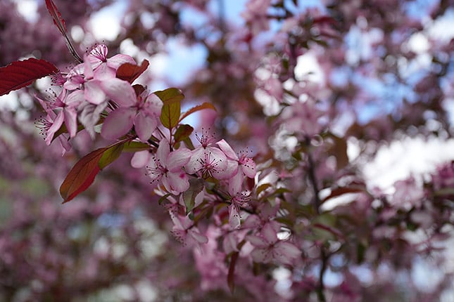 Sony FE PZ 16-35mm f/4 G SELP1635G Overview image 1
