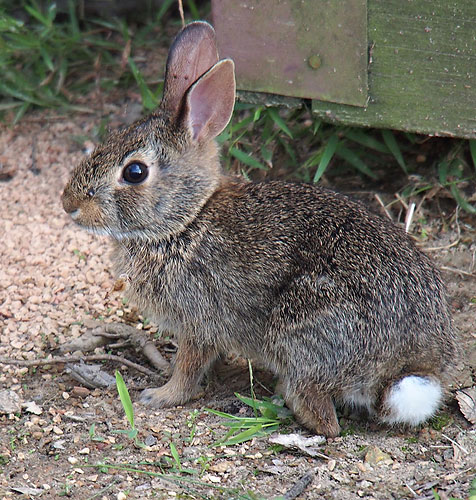 Leica 90mm on Olympus OM-D. Photo provided by Roger Cicala / LensRentals. Click for a bigger picture!
