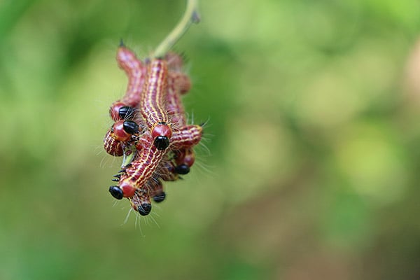 70D Field Test image 1
